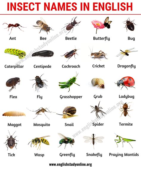 bugs pictures and names.